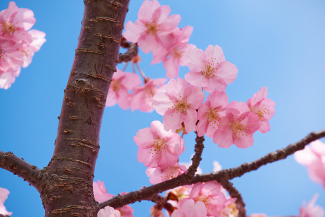 Обои картинки фото цветы, сакура,  вишня, небо, весна, ветки, макро