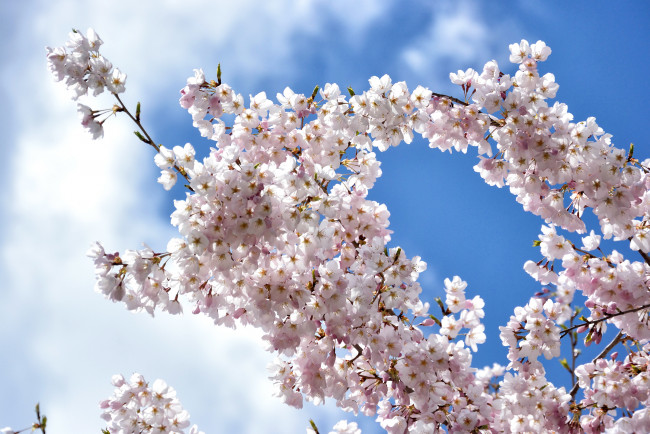 Обои картинки фото цветы, сакура,  вишня, ветки, вишня, весна, цветение, небо, облака