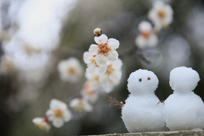 Обои картинки фото праздничные, снеговики, цветы, лепестки, сакура, ветки, листья, цветение, парочка