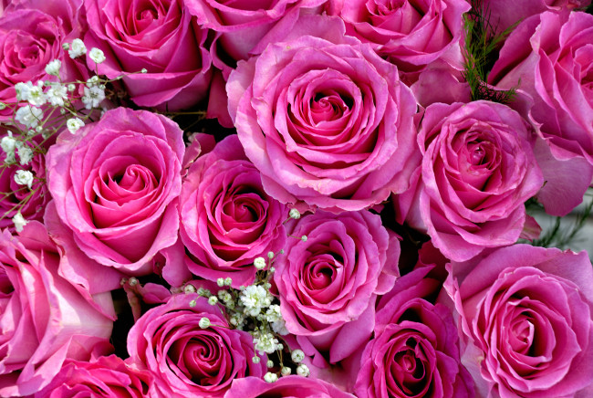 Обои картинки фото цветы, розы, гипсофила, букет, бутоны, розовый