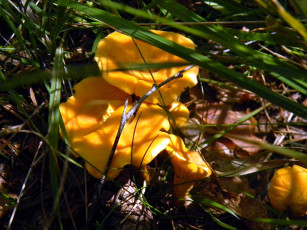 Картинка природа грибы семейка желтые