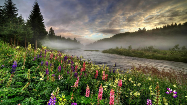 Обои картинки фото природа, реки, озера, река, лес, цветы