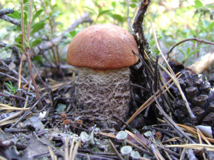 Картинка подосиновик природа грибы гриб