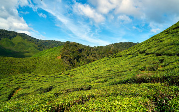Картинка природа поля чайная плантация