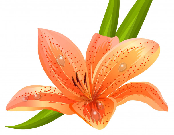 Обои картинки фото векторная графика, цветы , flowers, lilium, orange