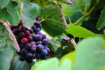 Картинка природа ягоды +виноград виноград гроздь
