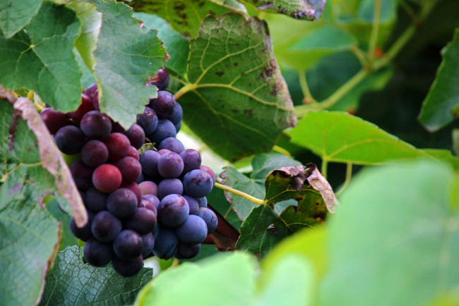 Обои картинки фото природа, ягоды,  виноград, виноград, гроздь