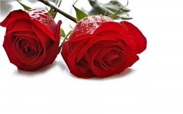 Картинка цветы розы красные капли