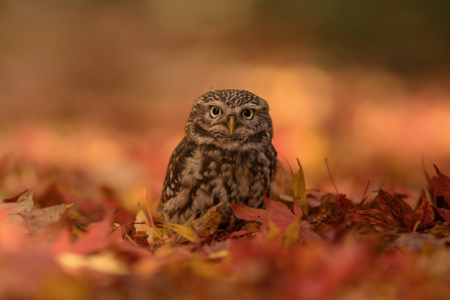 Обои картинки фото животные, совы, осень, сова, птица, боке, опавшие, листья, совёнок, домовый, сыч