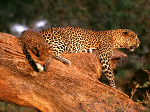 Картинка животные леопарды дерево котёнок мама