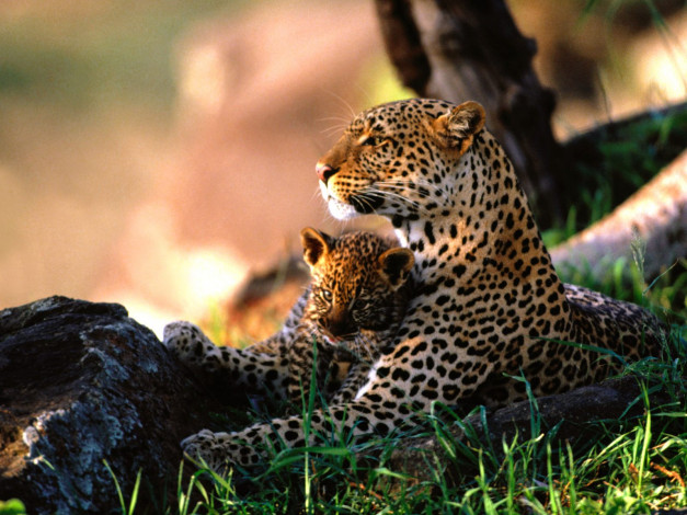 Обои картинки фото животные, леопарды, мама, котёнок, трава