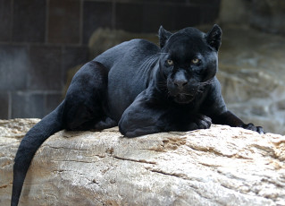 Картинка животные пантеры пантера черный хищник