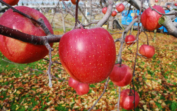 Картинка природа плоды яблоко