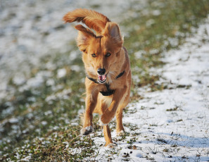 Картинка животные собаки взглЯд бежит трава снег