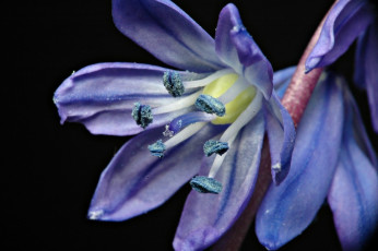 Картинка пролеска сибирская цветы подснежники белоцветник синий