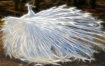 Картинка 3д графика animals животные макро хвост павлин белый