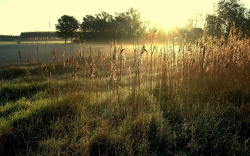 Картинка природа восходы закаты лучи поле деревья трава восход