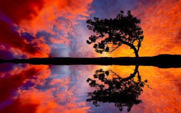 Картинка природа восходы закаты отражение дерево закат
