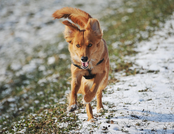Обои картинки фото животные, собаки, взглЯд, бежит, трава, снег