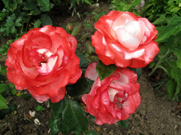 Обои картинки фото цветы, розы, красные, куст