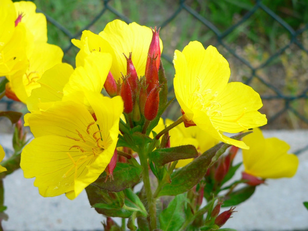 Обои картинки фото энотера, миссурийская, цветы, желтый