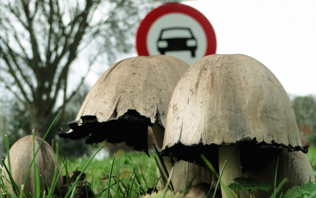Обои картинки фото природа, грибы, дорожный, знак