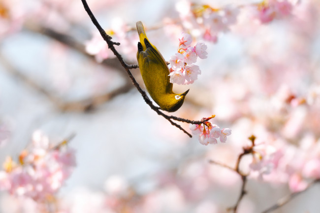 Обои картинки фото животные, белоглазки, жёлтая, птичка, весна, сакура, сетки