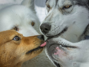 Картинка животные собаки сибирские хаски мордочки