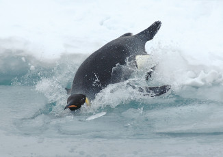 обоя животные, пингвины, лед, брызги, пингвин