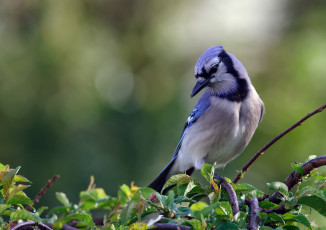 Картинка животные сойки голубая сойка птица ветки