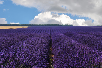 Картинка valensole france природа поля франция лаванда облака валансоль