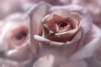 Картинка цветы розы бутон размытость