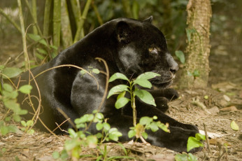 Картинка животные пантеры черный ягуар