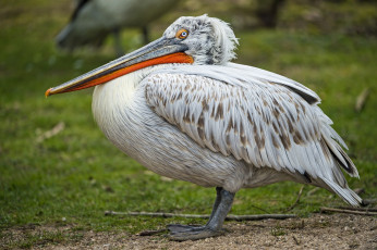 Картинка животные пеликаны профиль клюв