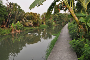 Картинка bangkok canal таиланд природа тропики канал берега