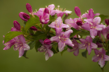 Картинка цветы цветущие деревья кустарники цветение ветка макро