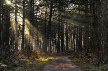 Картинка природа дороги свет лучи лес ели дорожка