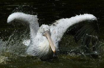 Картинка животные пеликаны брызги пеликан мокрый вода
