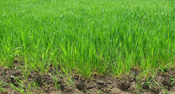 Картинка природа поля ростки пшеница зеленые поле