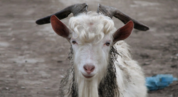 Картинка животные козы козел рога кудряшки