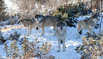 Картинка животные волки красавцы стая зима
