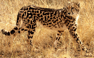 Картинка животные гепарды кошка королевский гепард