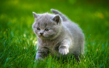 Картинка животные коты прогулка котенок трава луг
