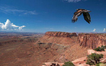 Картинка животные птицы хищники горы каньон орел полет панорама