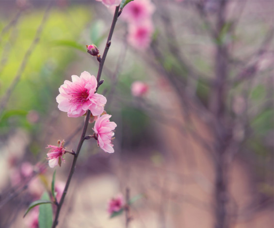 Обои картинки фото цветы, сакура, вишня, цветущая, ветка, дерево