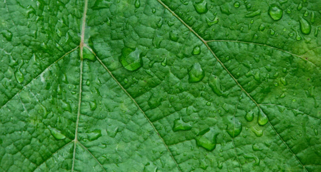 Обои картинки фото природа, листья, лист, зеленый, мокрый, капли, макро