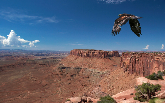 Обои картинки фото животные, птицы, хищники, горы, каньон, орел, полет, панорама