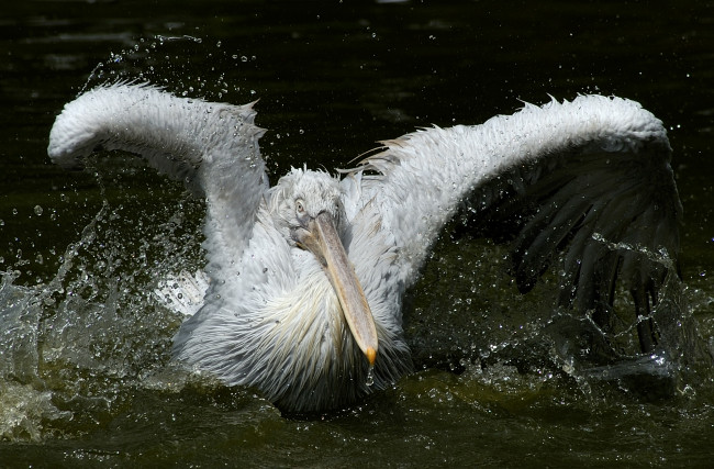 Обои картинки фото животные, пеликаны, брызги, пеликан, мокрый, вода