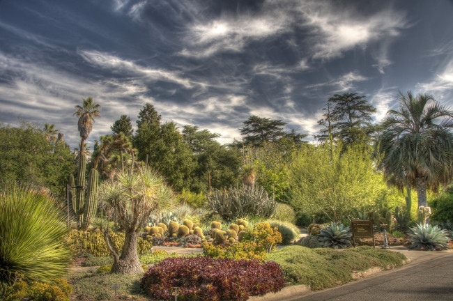 Обои картинки фото botanical, garden, san, marino, california, природа, парк, кактусы, ботанический, сад