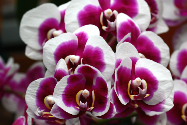 Обои картинки фото цветы, орхидеи, пестрый